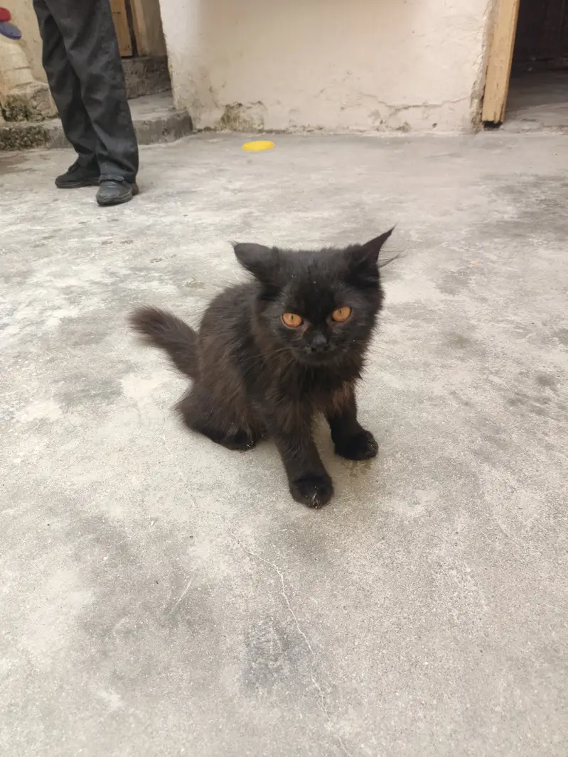 A Beautiful Black Person Cat — photo 2