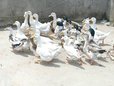 fresh hai abi andai shoro kar rahai hai