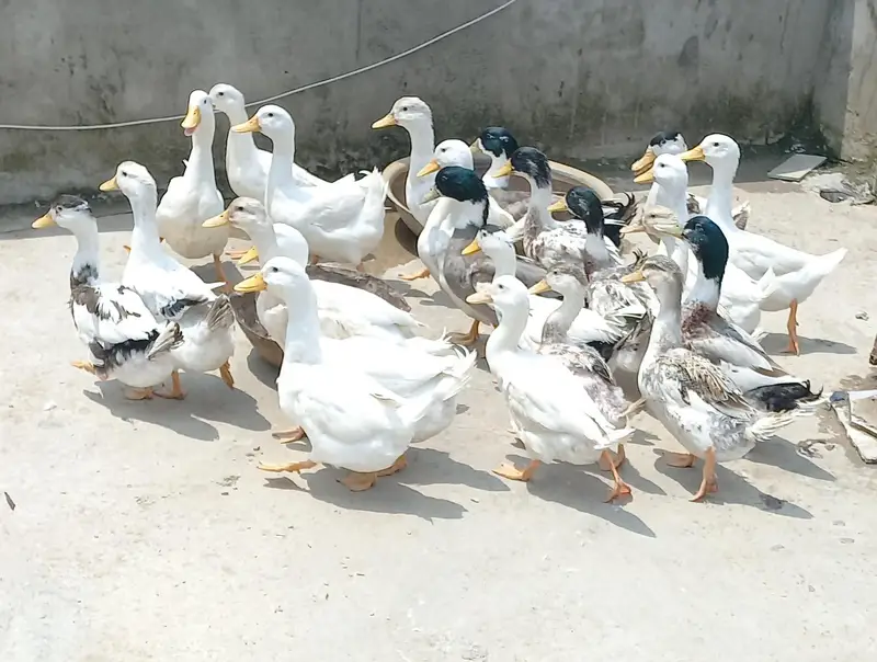 fresh hai abi andai shoro kar rahai hai