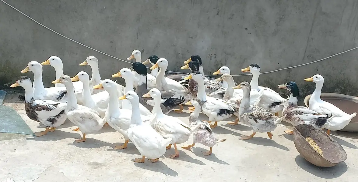 fresh hai abi andai shoro kar rahai hai — photo 2