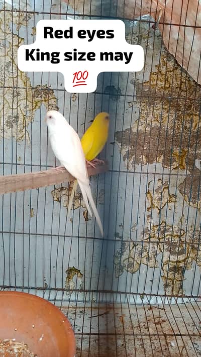 3 piece for sale breeder. . . . 2 red eyes 1 black eye