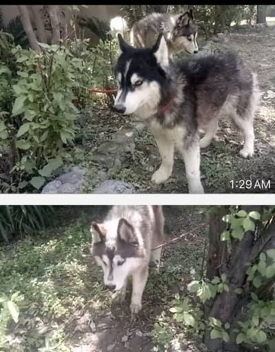 Siberian husky