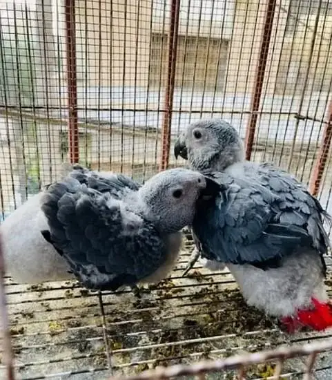 African grey parrot checks for sale 0309=8415=692 — photo 2