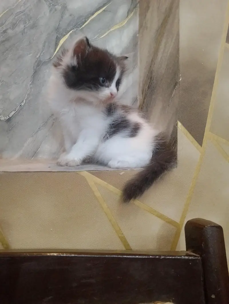 Beautiful Persian kittens Available for sale — photo 2