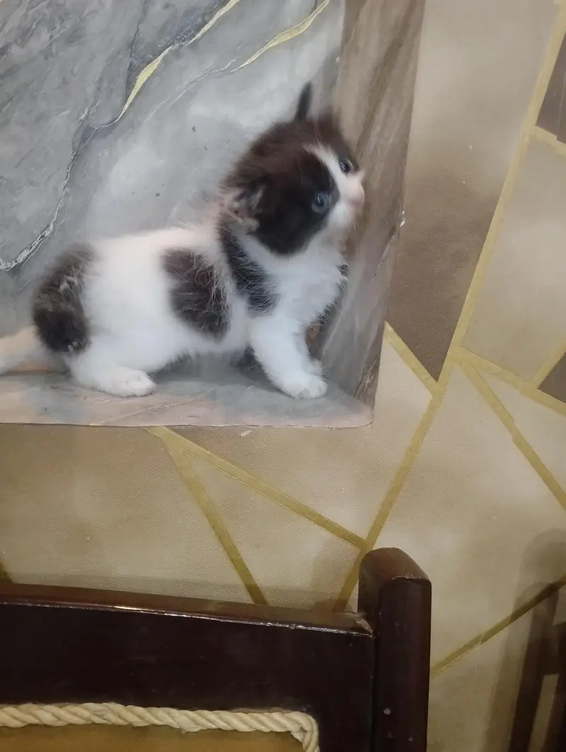 Beautiful Persian kittens Available for sale — photo 4