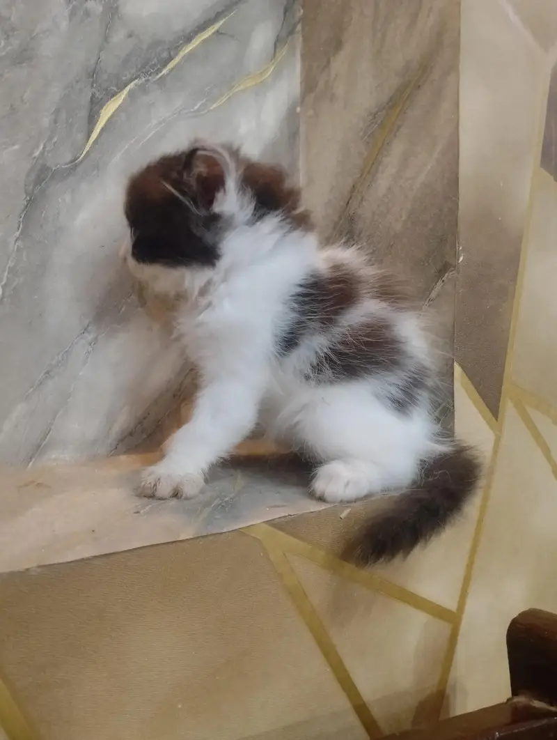 Beautiful Persian kittens Available for sale — photo 5