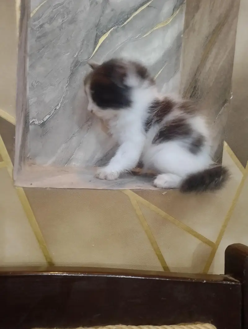 Beautiful Persian kittens Available for sale — photo 6