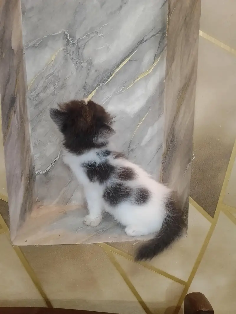 Beautiful Persian kittens Available for sale — photo 7