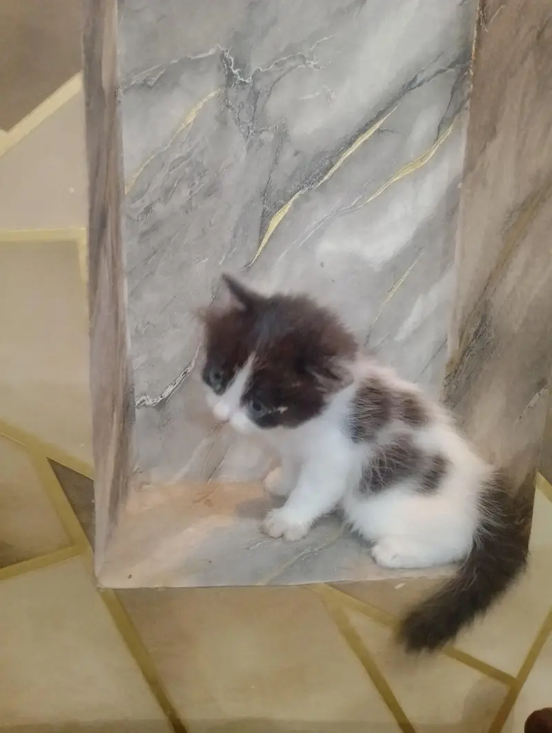 Beautiful Persian kittens Available for sale — photo 8