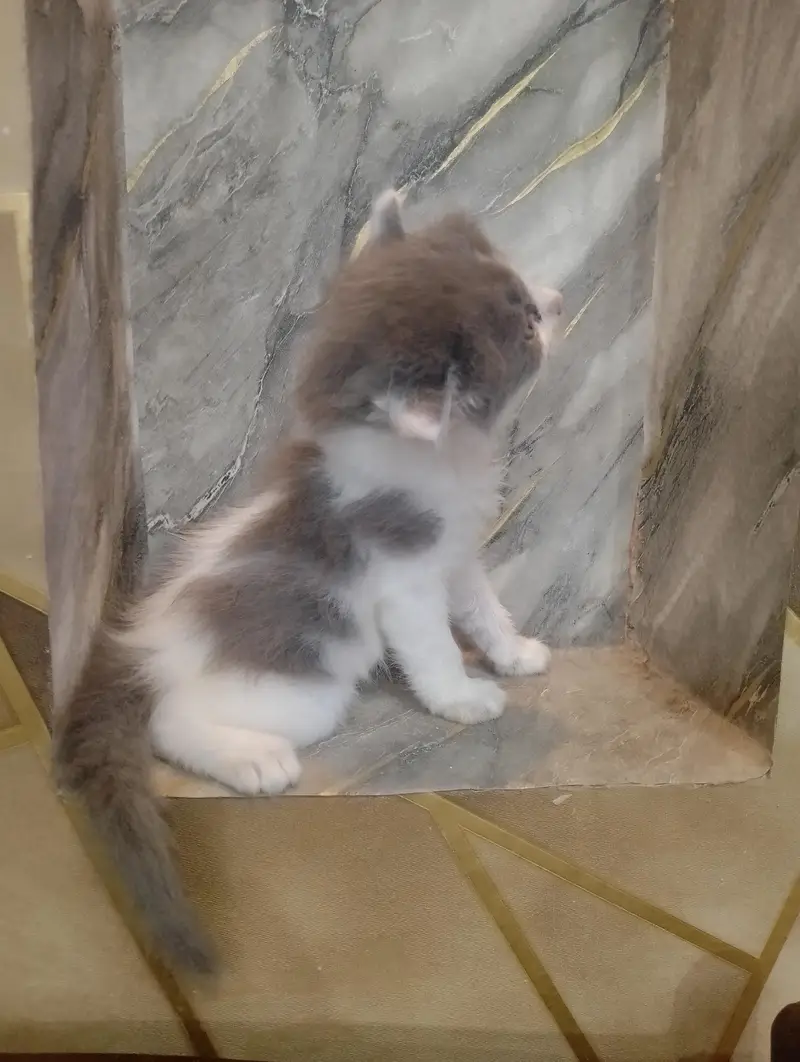 Beautiful Persian kittens Available for sale — photo 9