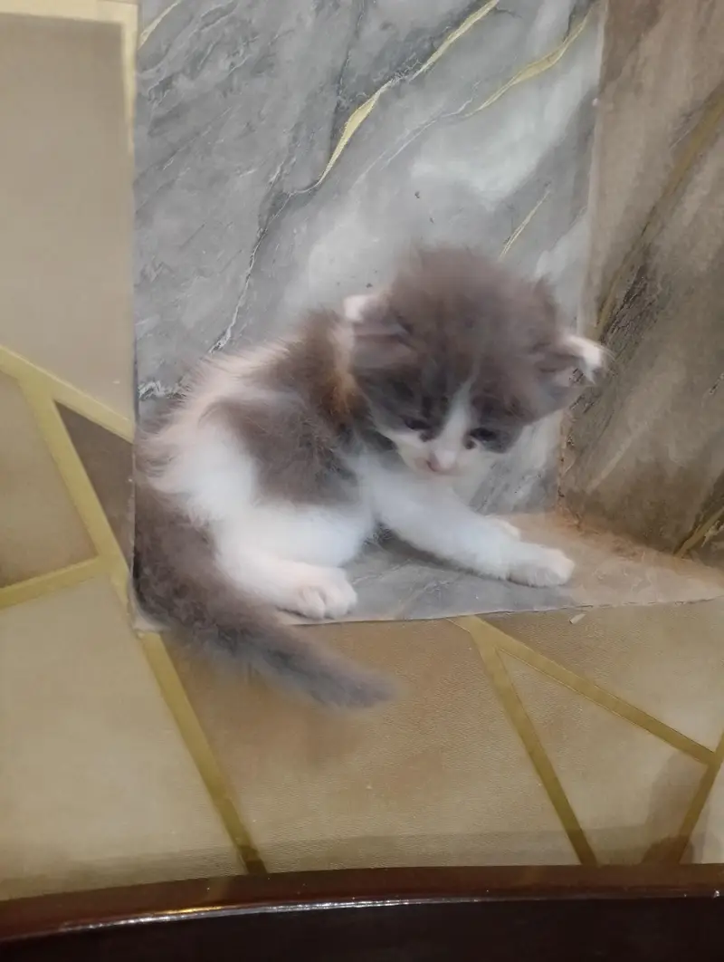 Beautiful Persian kittens Available for sale — photo 11