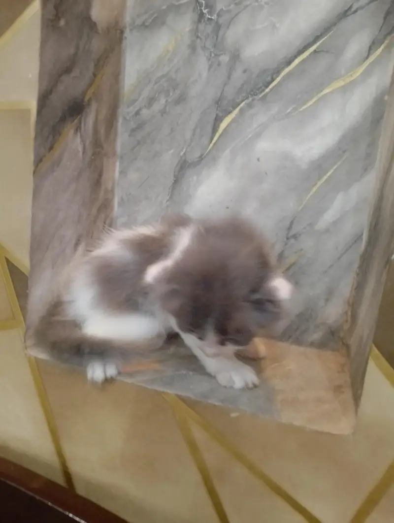 Beautiful Persian kittens Available for sale — photo 12