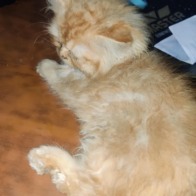 GOLDEN BROWN PERSIAN KITTENS — photo 2