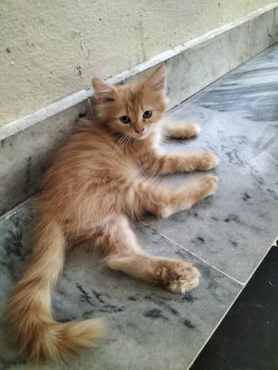 Persion Cats Home breed