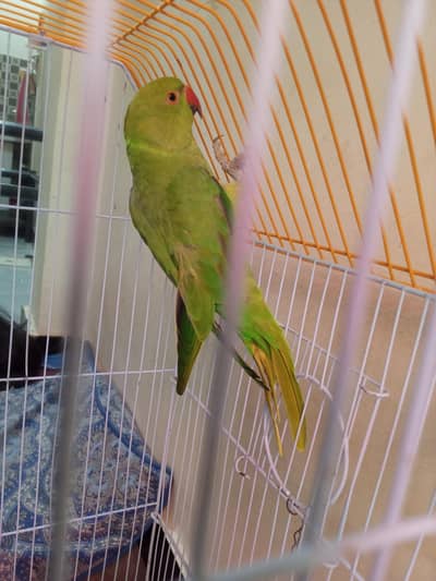 Green Parrot for sale