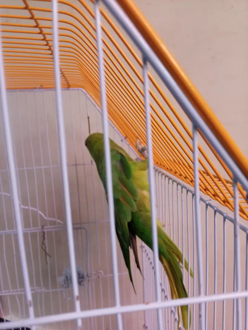 Green Parrot for sale — photo 2