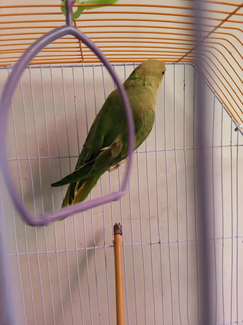 Green Parrot for sale — photo 3