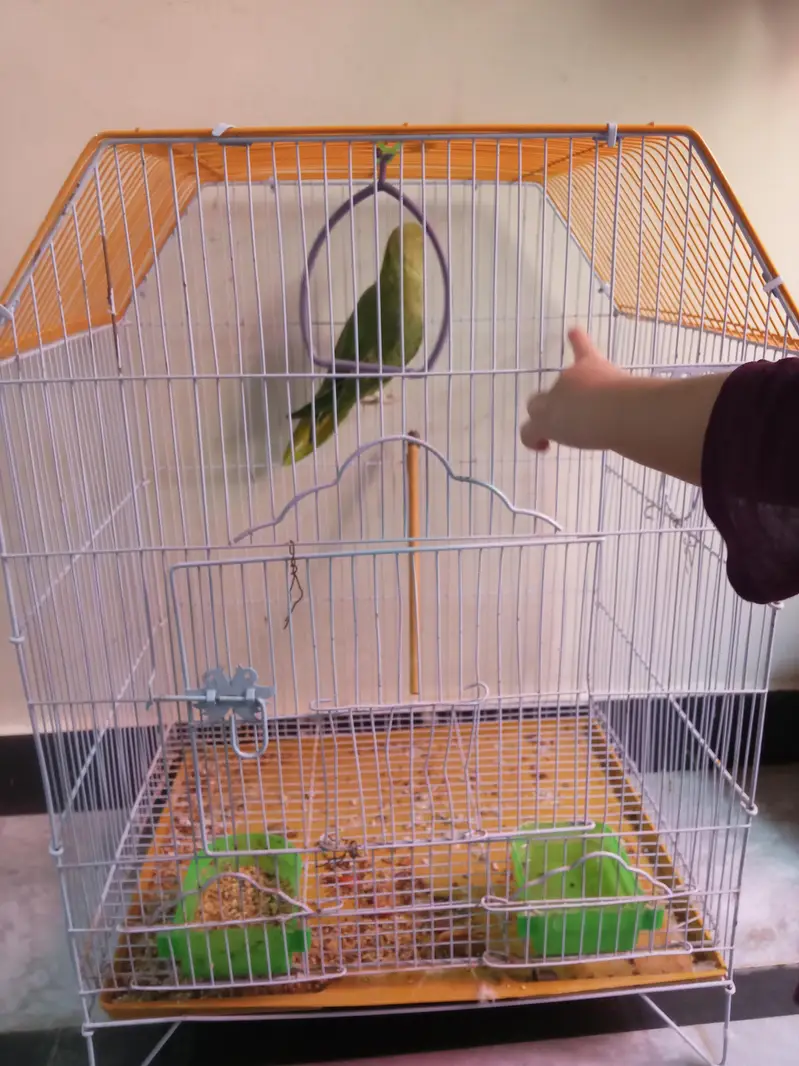 Green Parrot for sale — photo 4