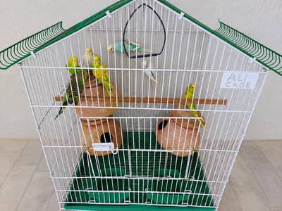 Beautiful Budgies with Large Breeding Cage – Complete Setup