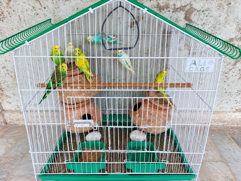 Beautiful Budgies with Large Breeding Cage – Complete Setup — photo 2