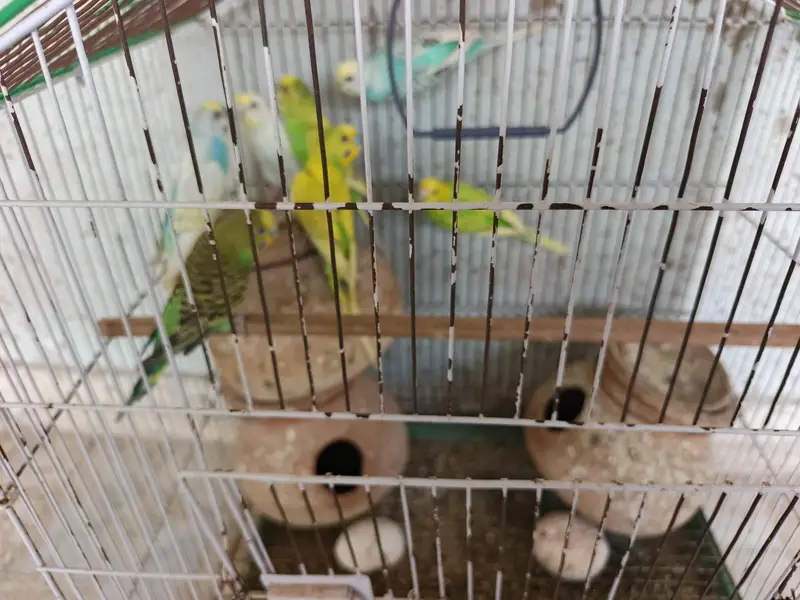 Beautiful Budgies with Large Breeding Cage – Complete Setup — photo 3