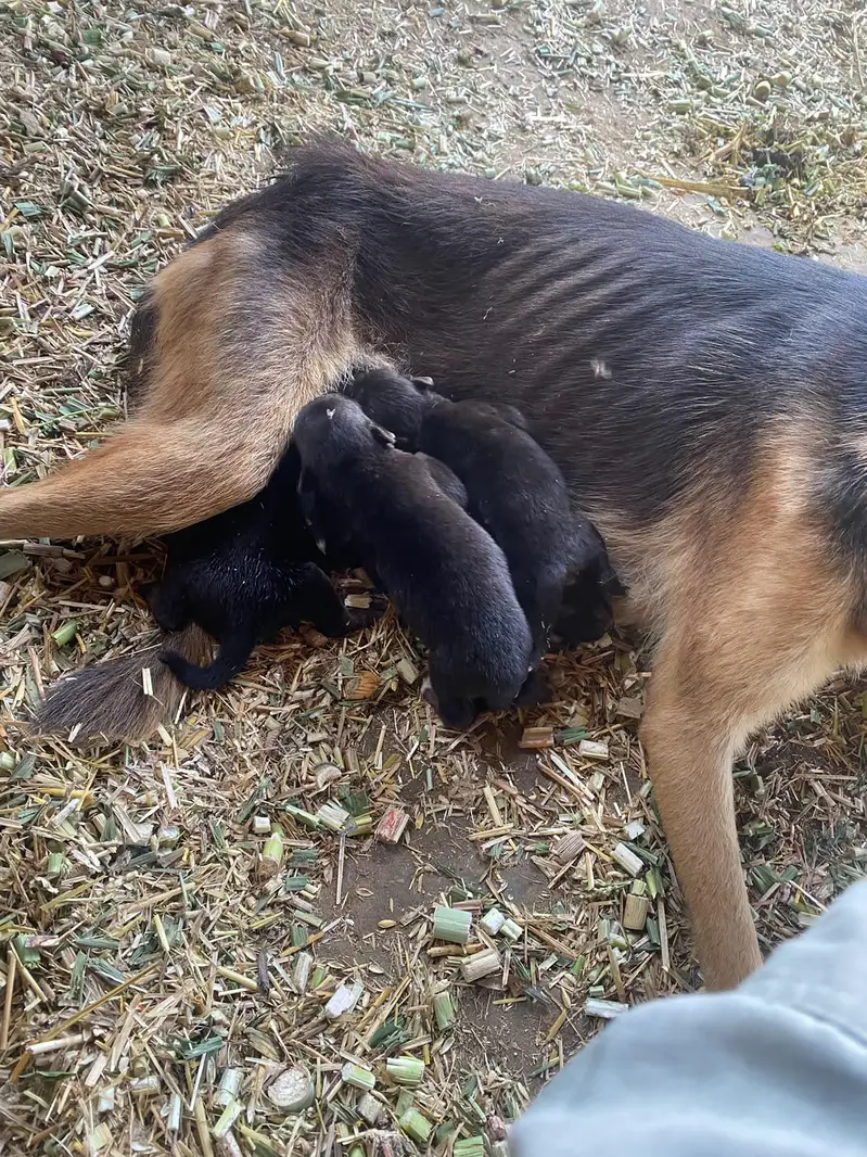 dog for sale — photo 2