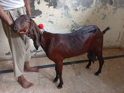 6 dant nagra kamori path (Doodh 2.5 kg)