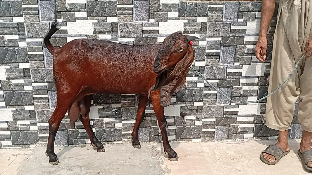 6 dant nagra kamori path (Doodh 2.5 kg) — photo 2