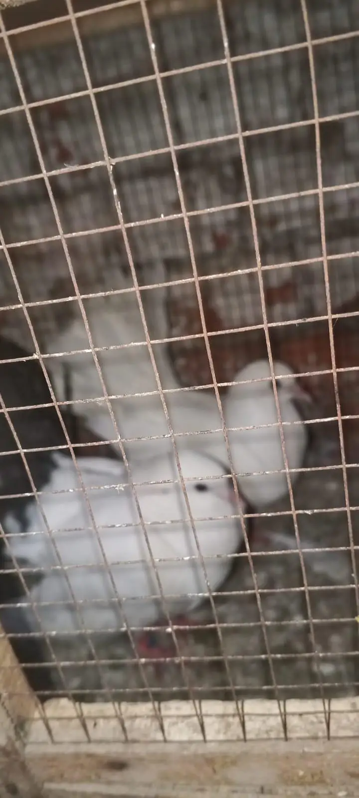 other breeds — photo 6