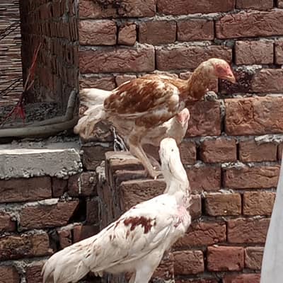 aseel home breed pairs