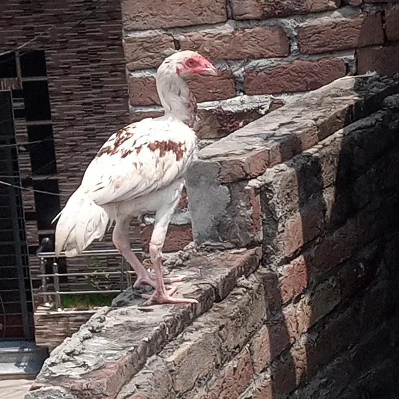 aseel home breed pairs — photo 2
