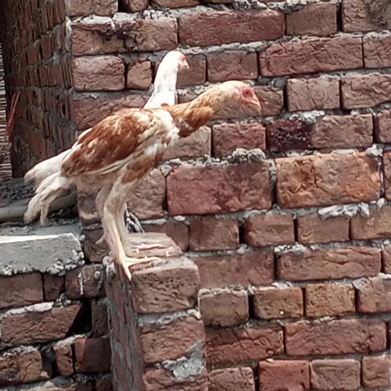 aseel home breed pairs — photo 3