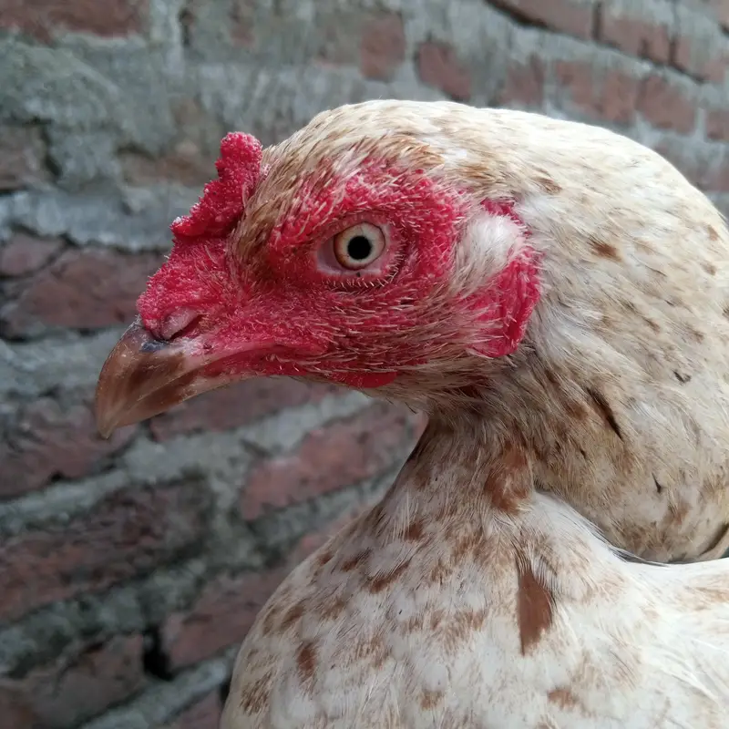 aseel home breed pairs — photo 4