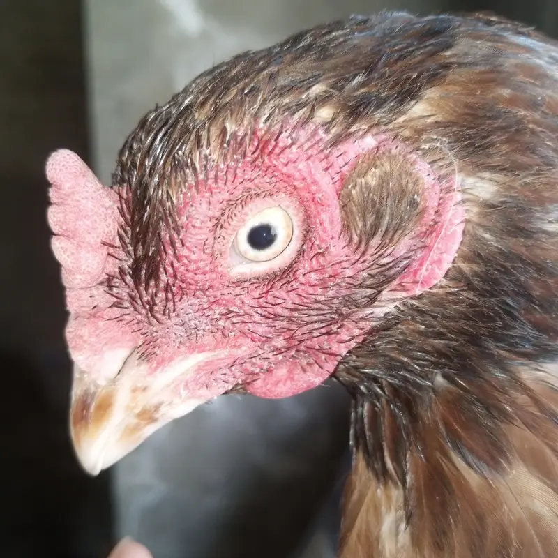 aseel home breed pairs — photo 5