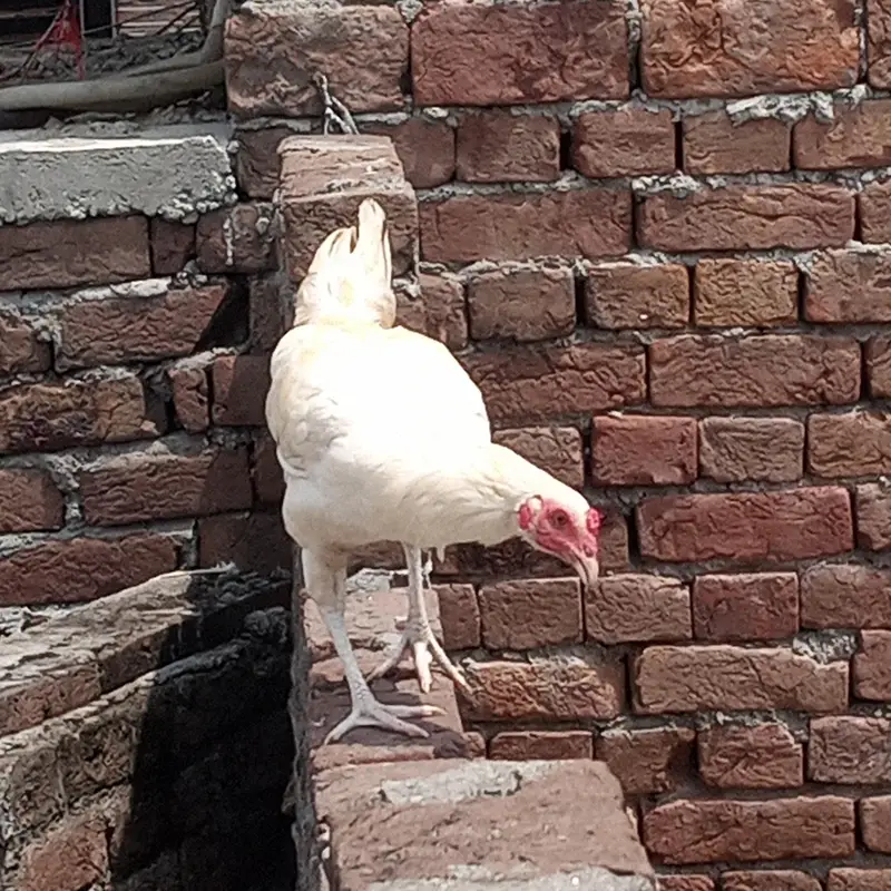aseel home breed pairs — photo 6