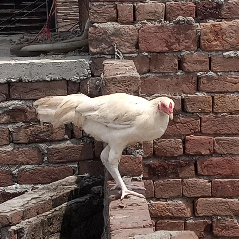 aseel home breed pairs — photo 7