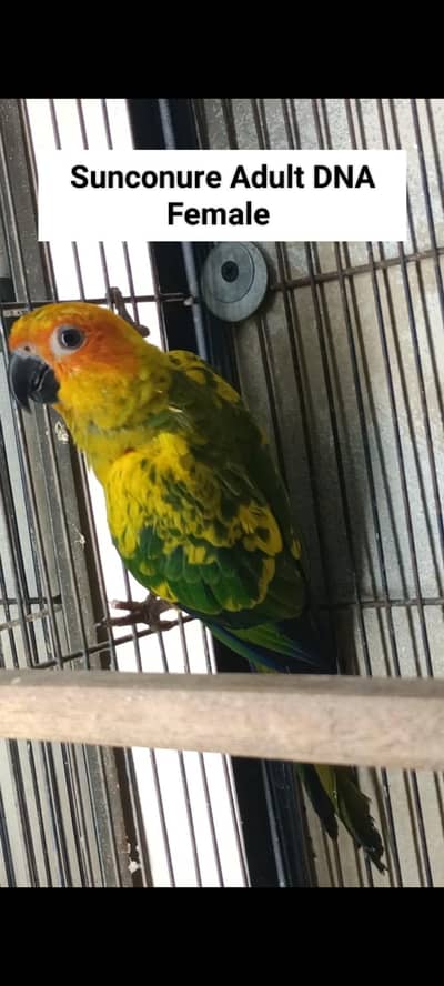 Sunconure | Red Moluccan Lory | Lovebirds | Blue Turquoise | Monk