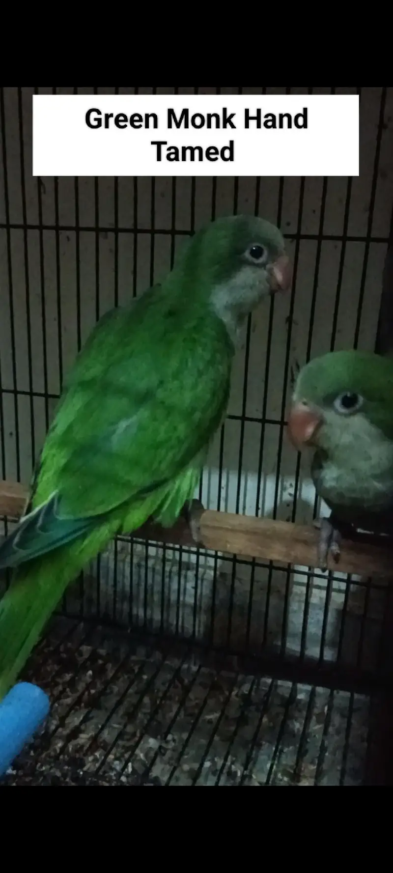 Sunconure | Red Moluccan Lory | Lovebirds | Blue Turquoise | Monk — photo 2