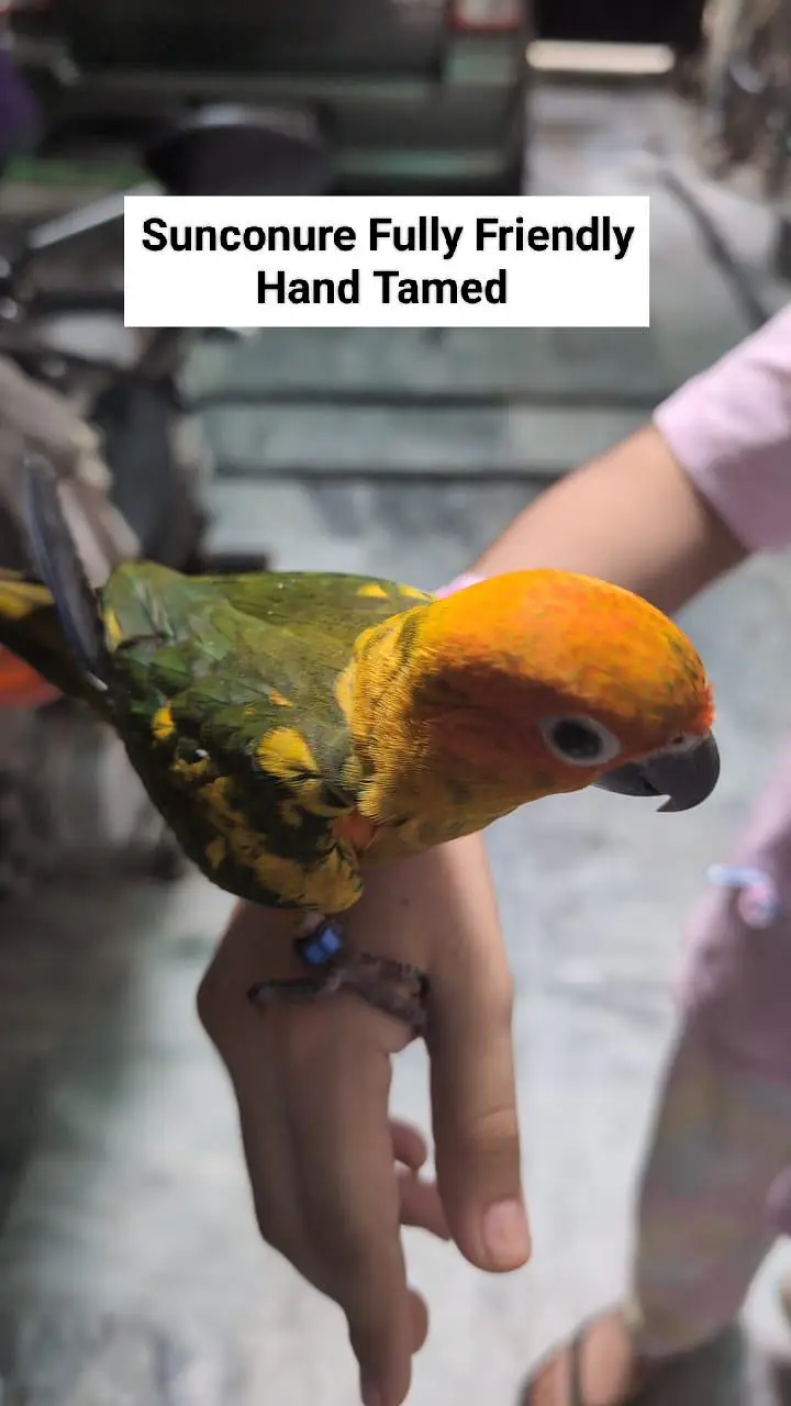 Sunconure | Red Moluccan Lory | Lovebirds | Blue Turquoise | Monk — photo 3