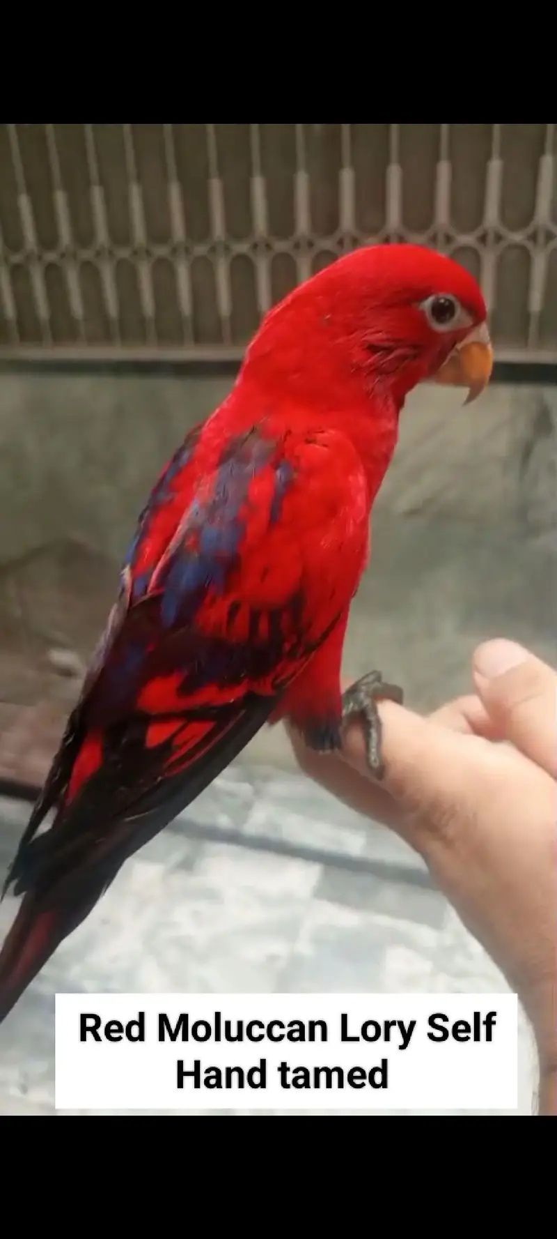 Sunconure | Red Moluccan Lory | Lovebirds | Blue Turquoise | Monk — photo 4