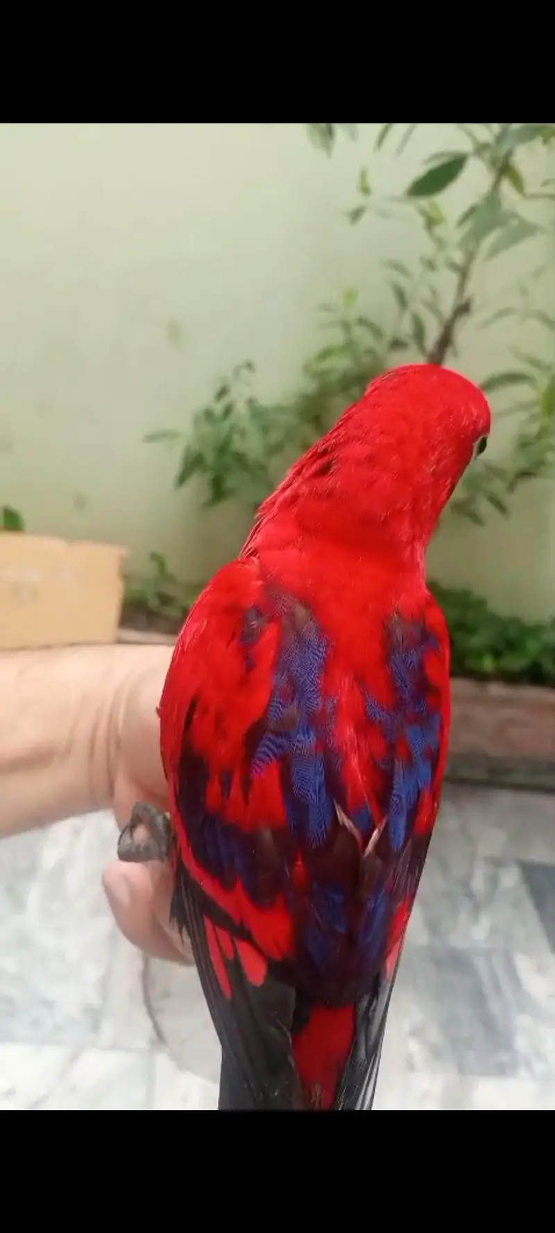 Sunconure | Red Moluccan Lory | Lovebirds | Blue Turquoise | Monk — photo 5