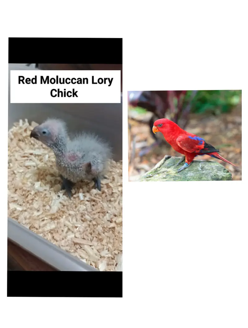 Sunconure | Red Moluccan Lory | Lovebirds | Blue Turquoise | Monk — photo 6