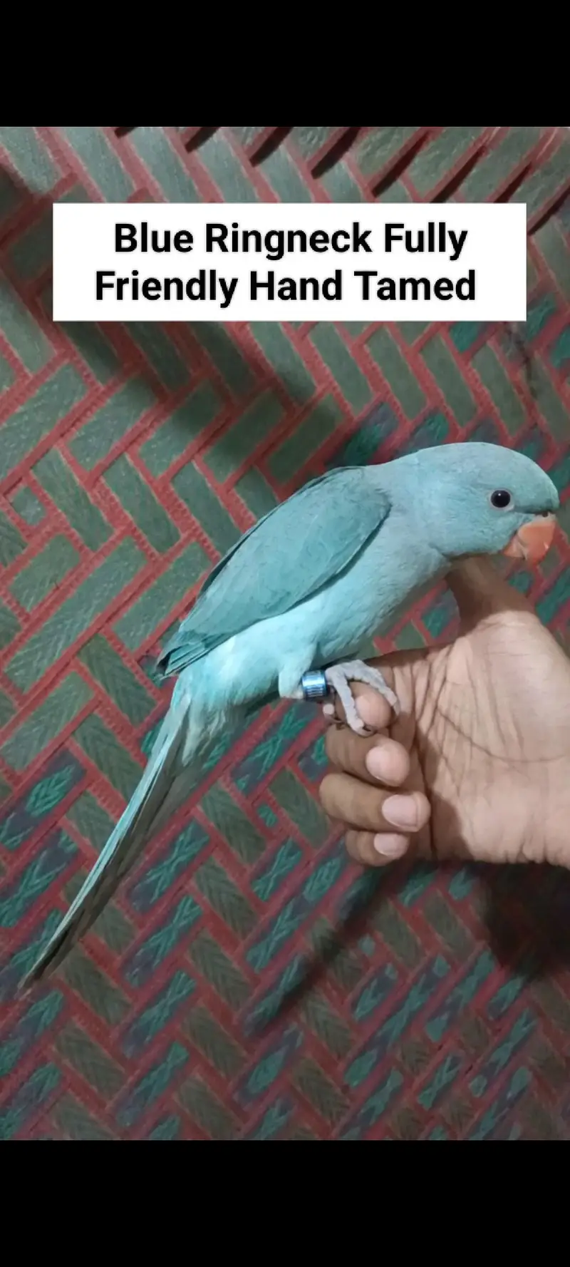 Sunconure | Red Moluccan Lory | Lovebirds | Blue Turquoise | Monk — photo 8