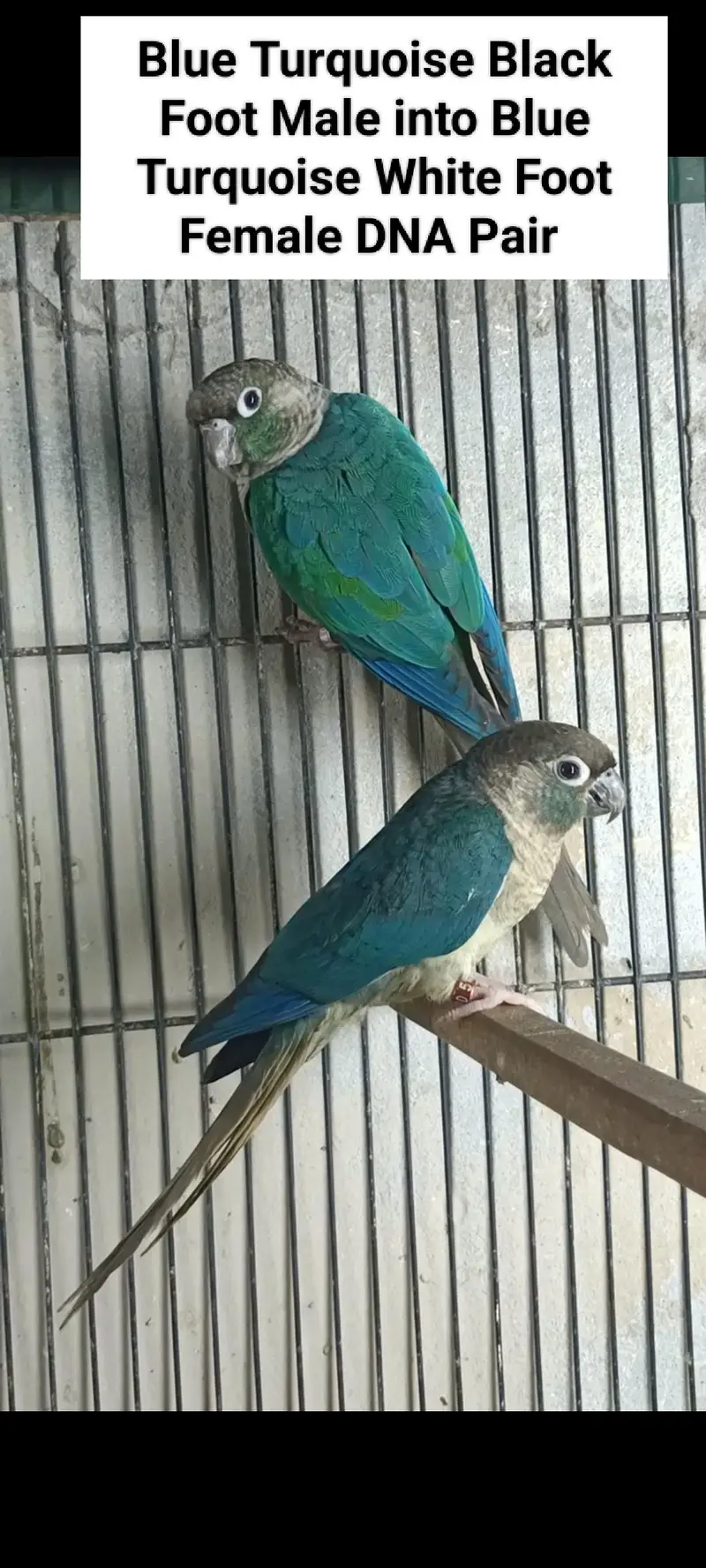 Sunconure | Red Moluccan Lory | Lovebirds | Blue Turquoise | Monk — photo 10