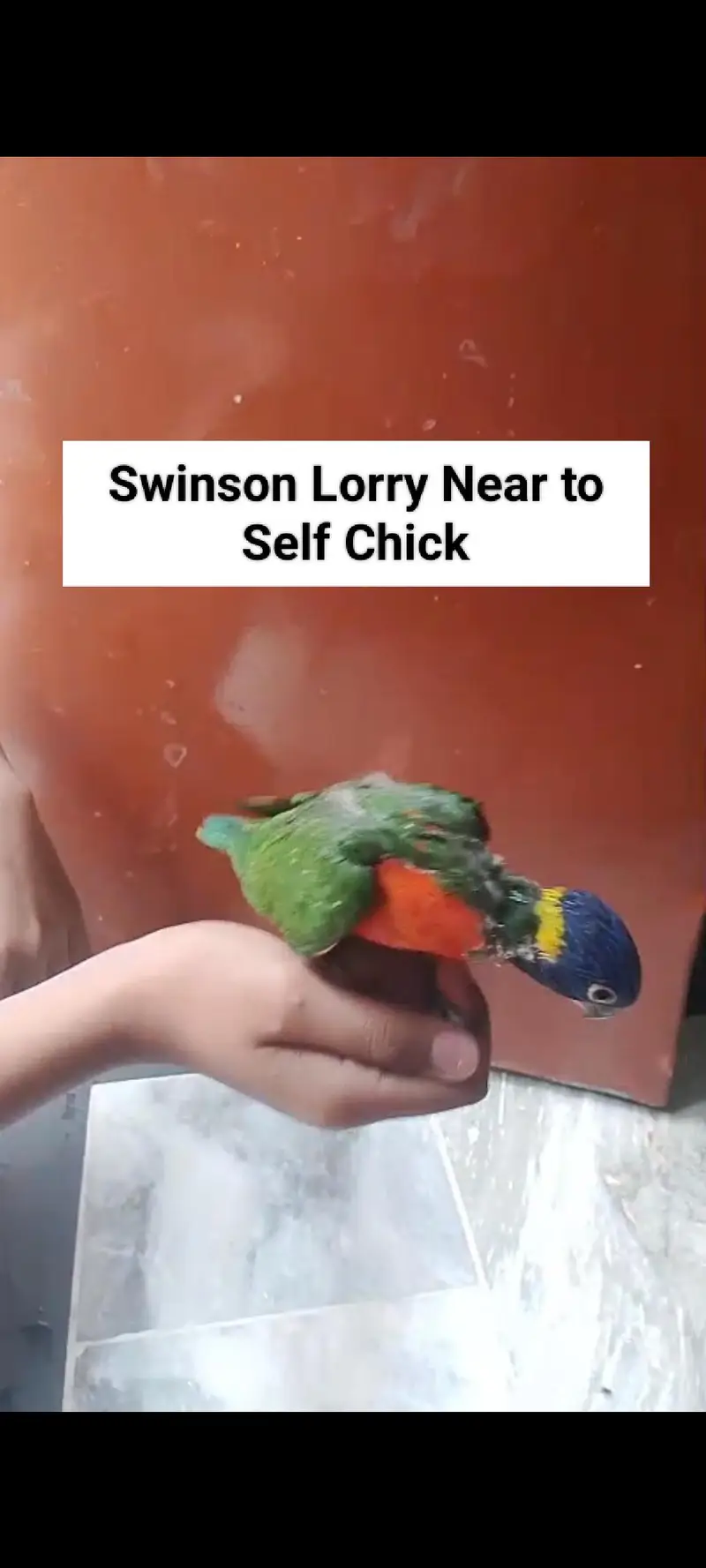 Sunconure | Red Moluccan Lory | Lovebirds | Blue Turquoise | Monk — photo 11
