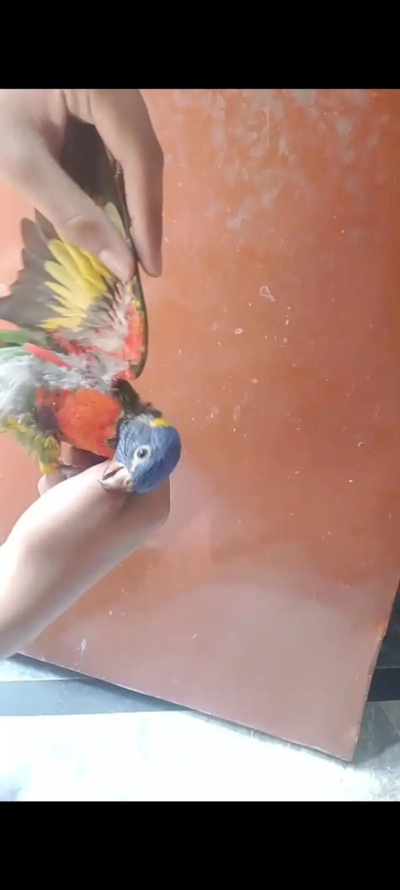 Sunconure | Red Moluccan Lory | Lovebirds | Blue Turquoise | Monk — photo 12