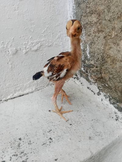 Aseel female chick