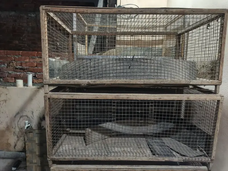 Bird Cage For Sale — photo 5
