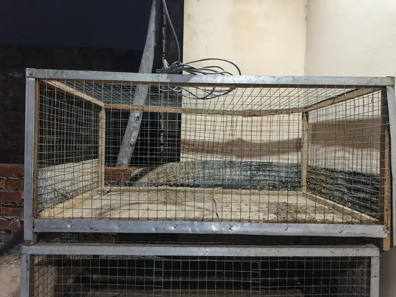 Bird Cage For Sale — photo 6