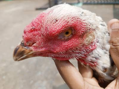 japnees female available for sale long hight